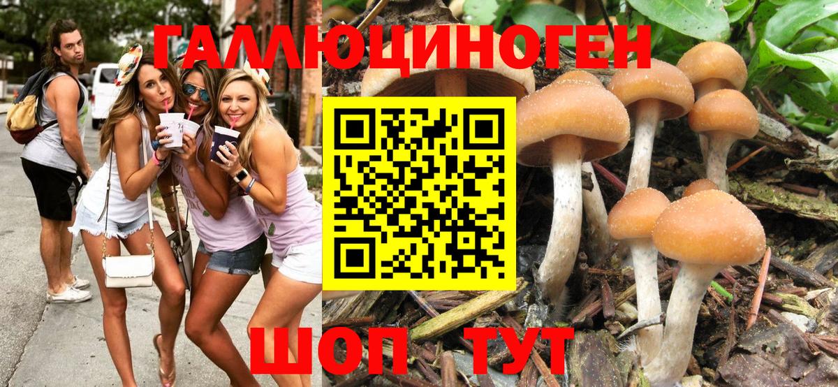 Галлюциногенные грибы MAGIC MUSHROOMS  Псилоцибиновые грибы Psilocybe  Камень-на-Оби  Вход с VPN 